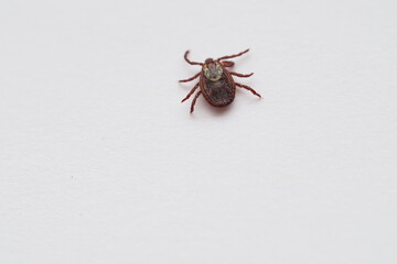 mite, Ixodid, encephalitic live tick close-up on a white background, macro photography