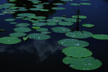 Landscape photo of lotus and drops.
A quiet and lonely impression.