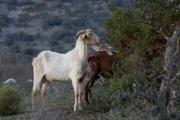 wild goat in the mountains
