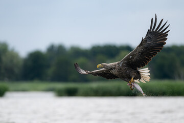 A white-tailed eagle caught a fish in the waters of the Szczecin Lagoon.
