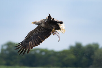 A white-tailed eagle caught a fish in the waters of the Szczecin Lagoon.
