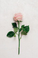 Single pink rose on white textured background. Top view