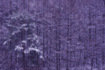 Landscape photo of winter trees.
Feeling lonely.
