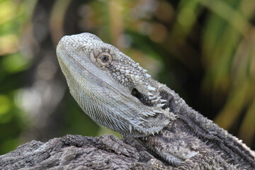 Close up portrait of an Eastern bearded dragon reptile lizard