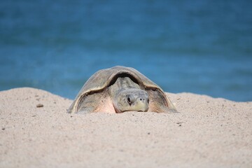 TURTLE on the beach