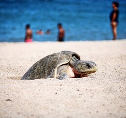 turtle on the beach