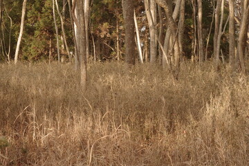 Landscape photo of winter trees.
Feeling quiet and calm.
