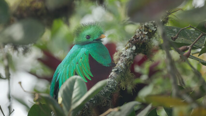 close up side view of a male resplendent quetzal in a tree at costa rica