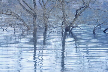 Landscape photo of winter trees reflecting in the lake.
Feeling quiet and calm.