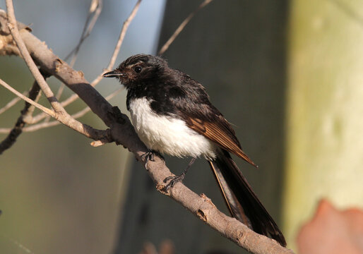 Willie wagtail bird sitting on a tree branch