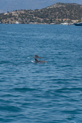 Fototapeta premium Delfine beim Segeln in Griechenland