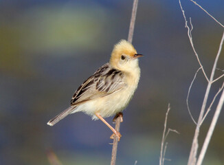 Golden-headed cisticola bird sitting on a twig