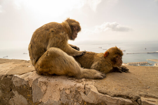 zwei Affen in Gibraltar