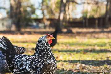Black and white ancona hen profile