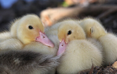 Group of cute muscovy duckling bird snuggled together