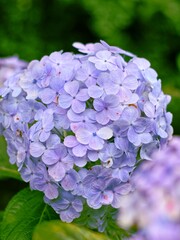 purple hydrangea flowers