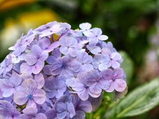 flowers in the garden