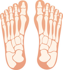 Bottom of foot with bones isolated design illustration graphic