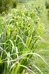 Lemongrass clump in the garden