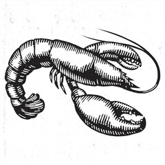 hand drawn shrimp vector 