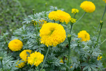 Yellow marigold flower in garden
