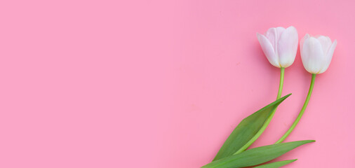 Fototapeta na wymiar White pink tulips on pink background.