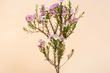 Pink white waxflower with copy space