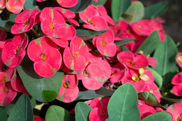 Euphorbia Milii Desmoul or Crown Of Thorns Flower
