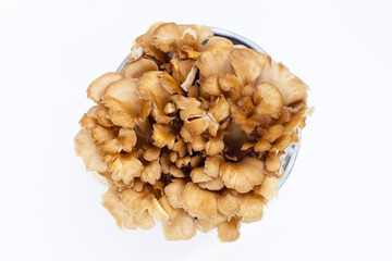 Maitake (Grifola frondose) mushroom on white background