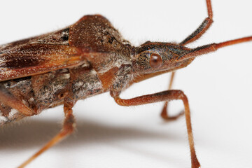 Close up of a Western Conifer Seed Bug isolated against a white background