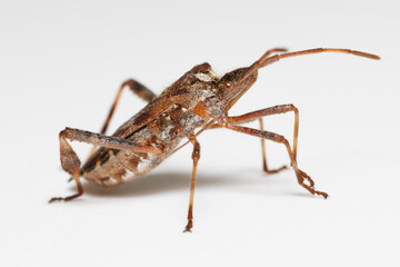 Western Conifer Seed Bug isolated against a white background