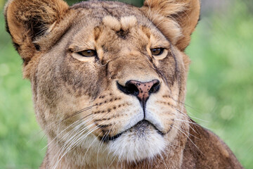 Close up portrait view of a female lioness looking past the camera