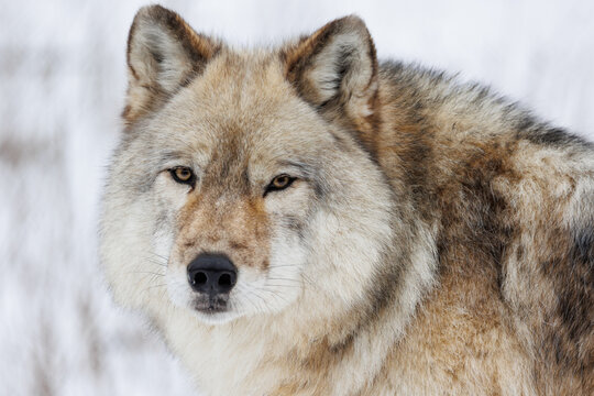 Close up portrait view of a Grey Wolf in winter gazing into the camera
