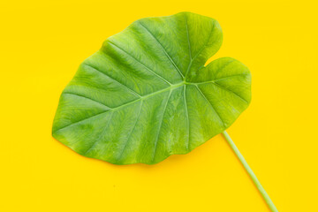 Fototapeta na wymiar Elephant Ear leaf on yellow background.