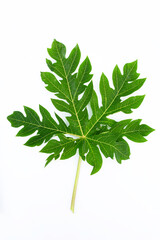 Papaya leaf on white background.