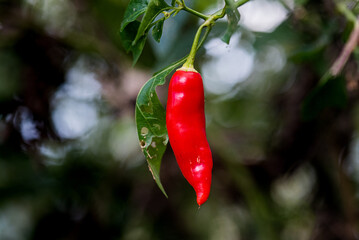 Ajíes rojos en huerta en estado natural, listos para cosechar.