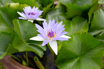 Beautiful blooming Nymphaea lotus flower with leaves, Water lily pot