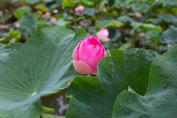 Pink lotus flower blooming in pond with green leaves
