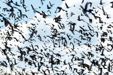 Flock of birds at sunset, Lots of flying birds