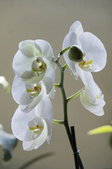 Beautiful white orchid of the phalaenopsis family