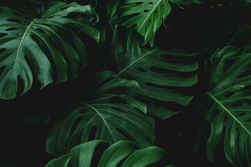 Naklejka na ściany i meble Green leaves of Monstera philodendron plant growing in wild, the tropical forest plant, evergreen vines abstract color on dark background. Tropical green leaves, floral pattern background 