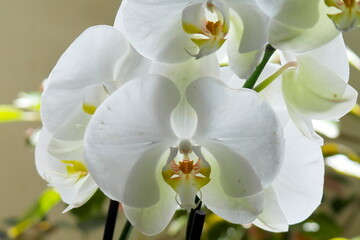 Beautiful white orchid of the phalaenopsis family