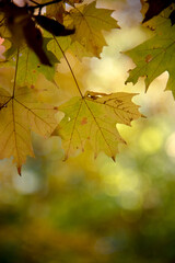 autumn leaves background
