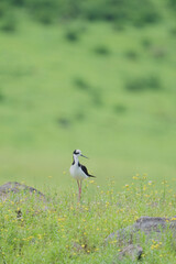 Black-winged Stilt in a field of flowers