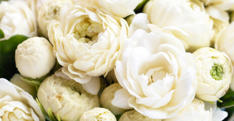 Jasmine flower on blue background.