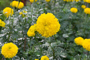 Yellow marigold flower in garden