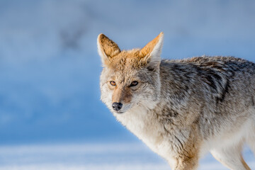 Coyote Prowling