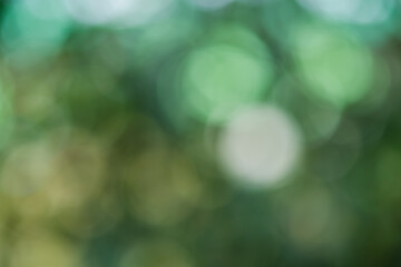 Obraz premium green bokeh background,green bokeh,green bokeh abstract 