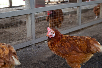Hens in the chicken farm. Organic poultry house.