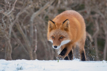 冬のキタキツネ